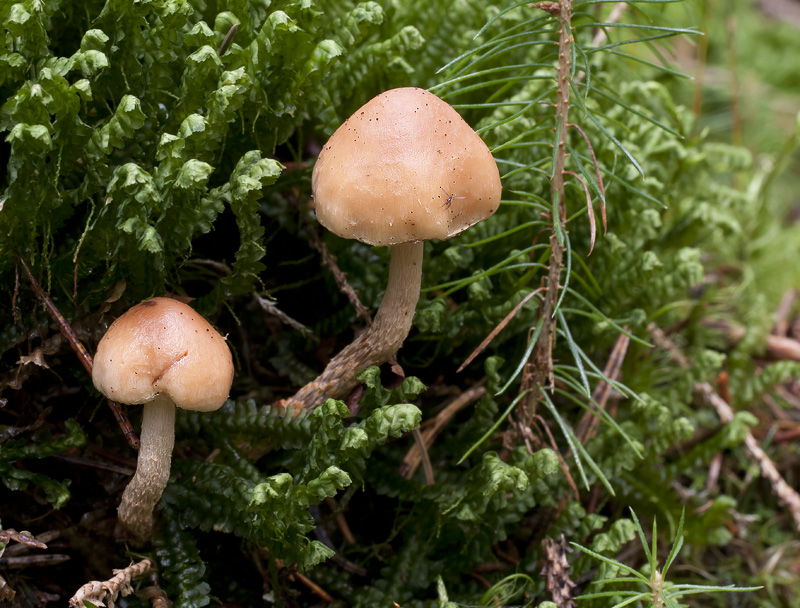 Pholiota subochracea